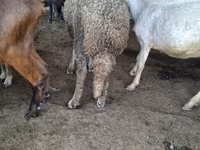 मेढ़ा, Baerchuke sheep — फ़ोटो 3