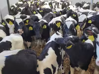 Byk, Bydło — zdjęcie 5