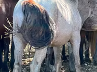 Caballo, Soviet Heavy draft — foto 2