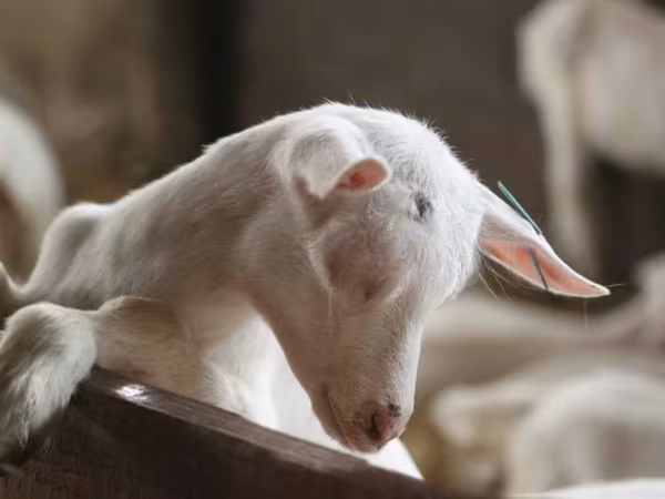 母山羊, Saanen goat