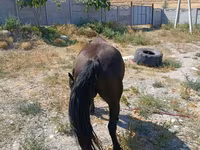 Kobyła, Skyros Pony — zdjęcie 4