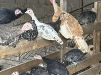 Turkeys — 照片 1