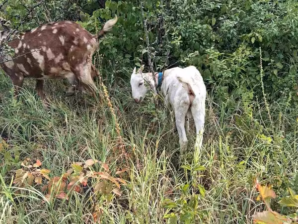 Kozioł, Nubian Goat