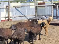 Widder, Baerchuke sheep — Foto 4