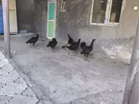 Chickens — photo 7
