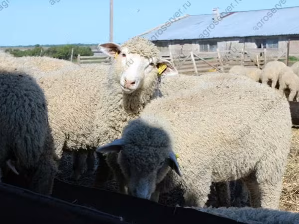 Baran, Kuibyshev sheep