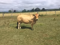Krowa, Partenaise cattle — zdjęcie 1
