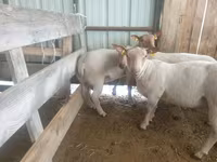Owca, Baerchuke sheep — zdjęcie 2