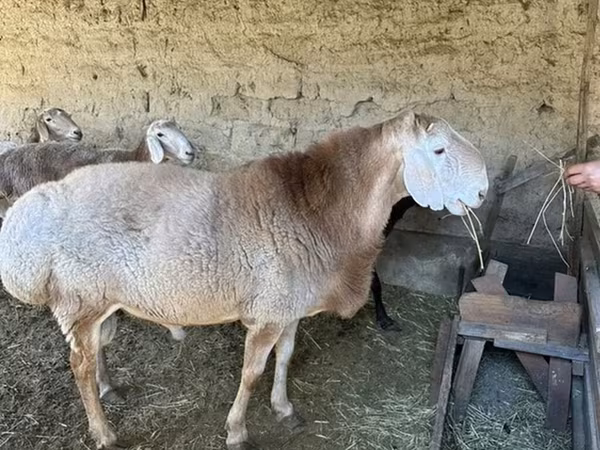 Baran, Hissar sheep