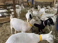 Koza, Nubian Goat — zdjęcie 2