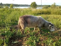 Ziege, Kejobong goat — Foto 4