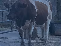 Byk, Men-anżu — zdjęcie 5