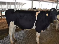 Bull, Holstein breed — photo 8