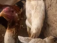 Chickens — Foto 1