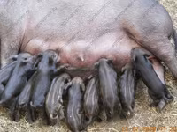 Knur, Świnie — zdjęcie 4