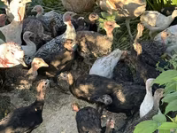 Turkeys — photo 1