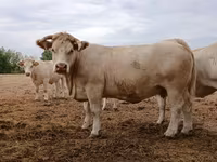 Krowa, Charolais cattle — zdjęcie 3