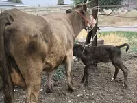 Krowa, Simmental cattle — zdjęcie 1