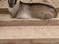 Kozioł, Kozy — zdjęcie 6