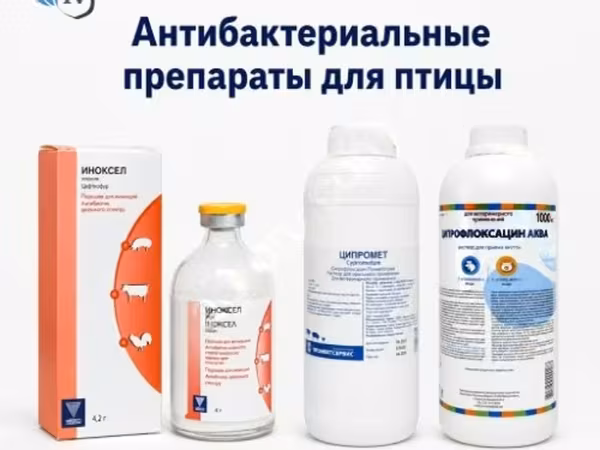 Антибактериальные препараты для птицы