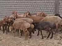 Ram, Arashan sheep — photo 1