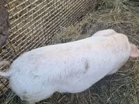 Säue, Schweine — Foto 1
