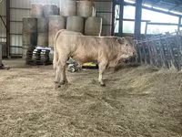 Byk, Charolais cattle — zdjęcie 4