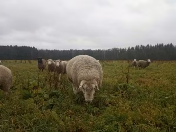 Baran, Owce — Rosja