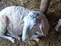 मेढ़ा, Awassi sheep — फ़ोटो 4
