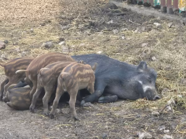 母猪, Pigs