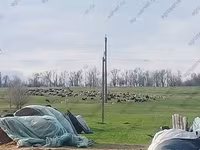 Carnero, Romanov sheep — foto 4