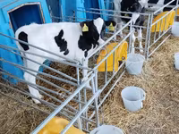Bulle, Holstein-Rasse — Foto 2