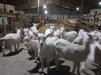Koza, Saanen goat — zdjęcie 3