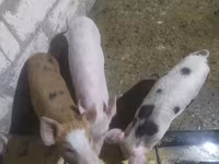 Eber, Schweine — Foto 5