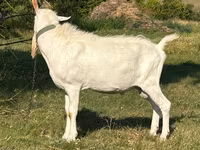 公山羊, Saanen goat — 照片 2
