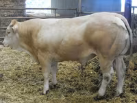 Byk, Blonde d’Aquitane cattle — zdjęcie 2