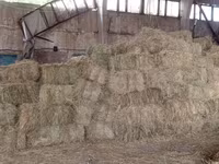 Продам тюки сена — Foto 3