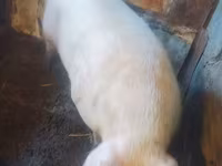 خنزير ذكر, Ландрас — الصورة 4