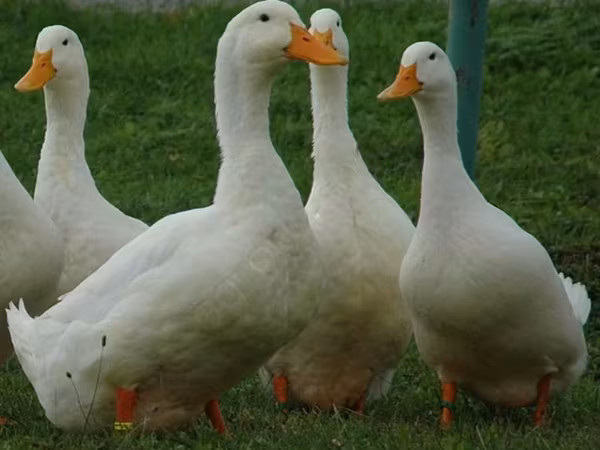 Amerykański Pekin — Rosja
