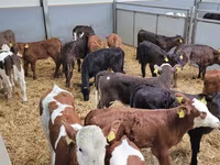 Bull, Cattle — photo 8