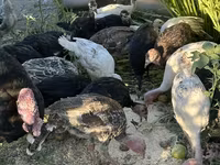 Turkeys — photo 2