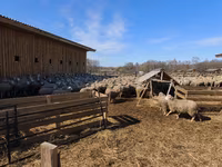 Owca, Kuibyshev sheep — zdjęcie 5