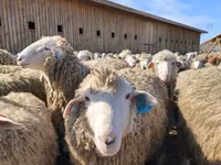 Baran, Edilbay sheep — zdjęcie 3