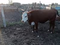 Krowa, Latvian Blue cattle — zdjęcie 3