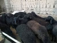 Baran, Rhon sheep — zdjęcie 5