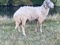 公羊, Karakul sheep — 照片 1