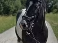 Mare, Horses — photo 7