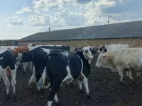 Toro, Russian Black pied cattle — foto 1