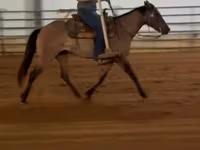 Kobyła, Quarter Horse — zdjęcie 3