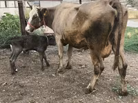 Krowa, Simmental cattle — zdjęcie 6